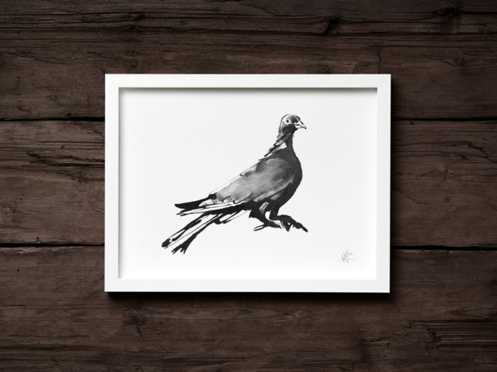 wood pigeon fine art print