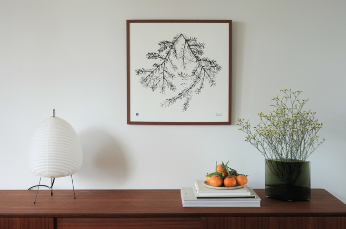 Spruce Branch framed print